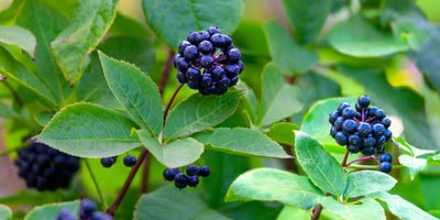 Ginseng de SibĂ©rieÂ