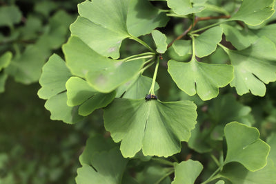 Ginkgo bilobaÂ