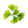 Le Ginkgo Biloba