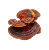 Le Cordyceps
