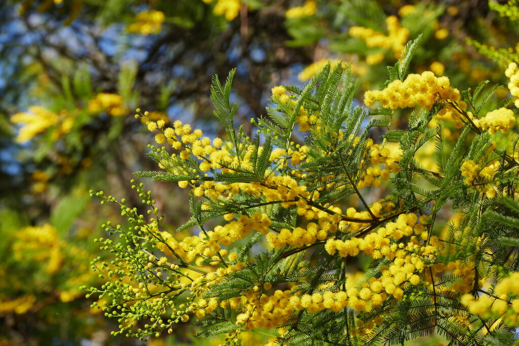 Acacia