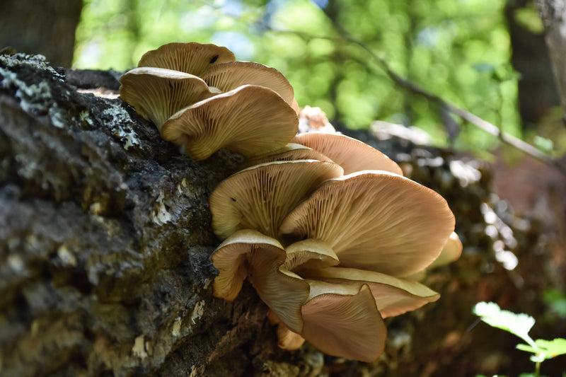 🛡️ Oyster Mushroom