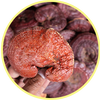 Mushroom icon