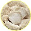 Mushroom icon