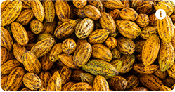 Cacao