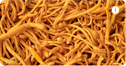Cordyceps