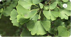 Ginkgo biloba
