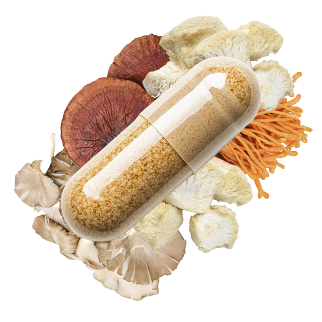 Champignons adaptogènes