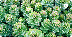 Rhodiola rosea