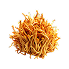 Cordyceps