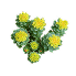 Rhodiola
