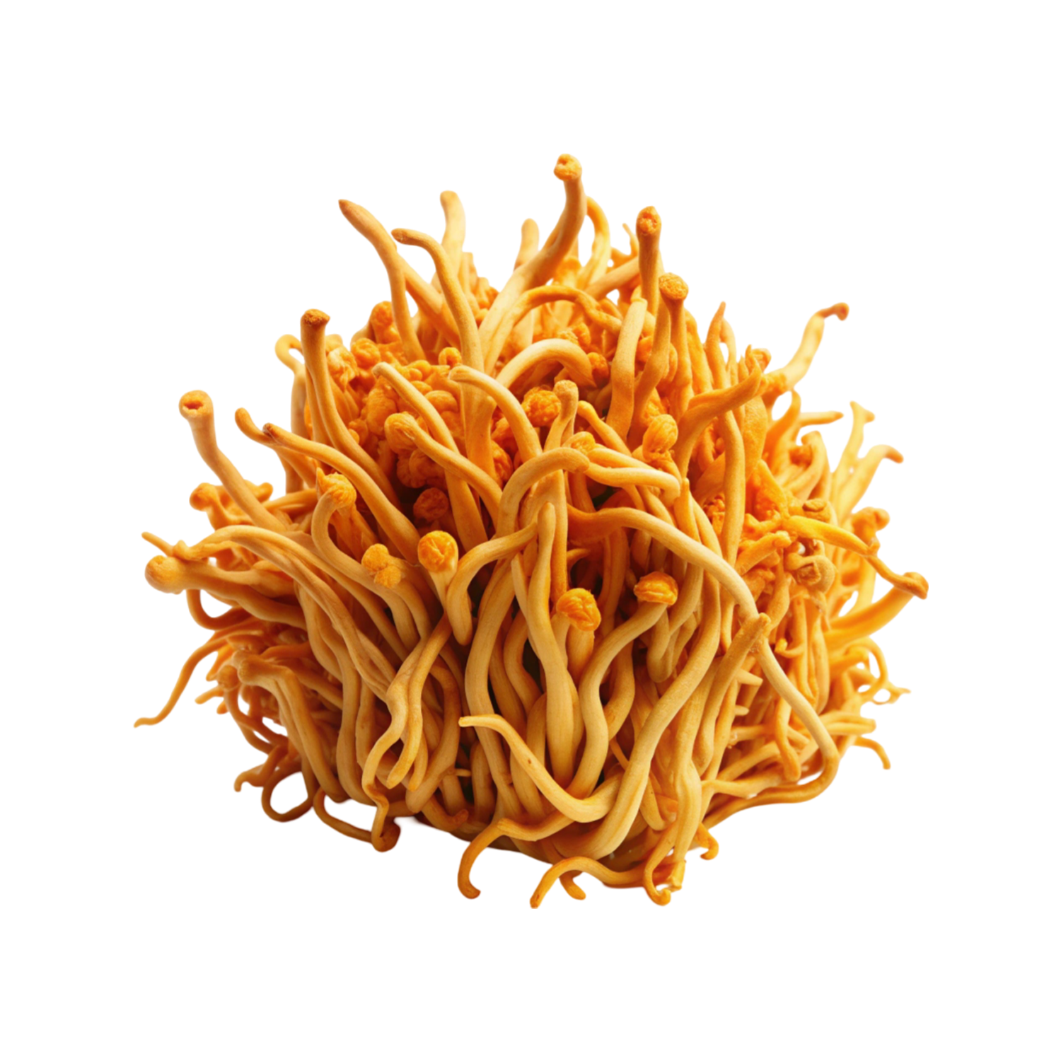 Cordyceps (480 mg)