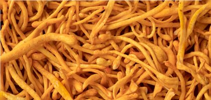 Cordyceps séchés