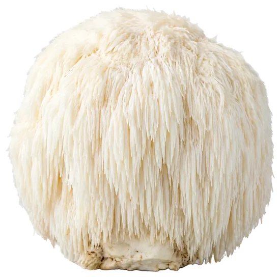 Lion's mane