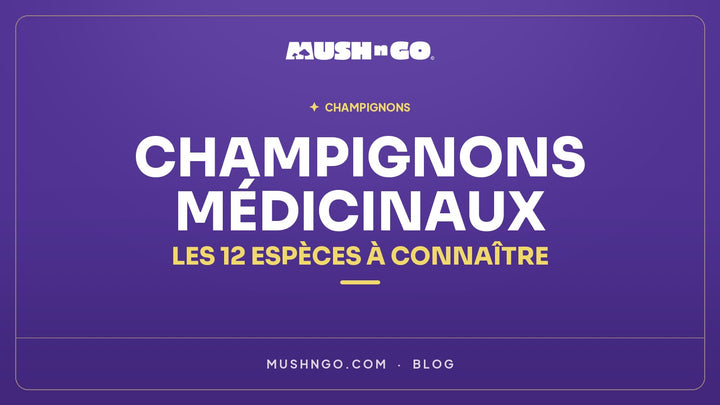 Champignons médicinaux : les 12 espèces à connaître