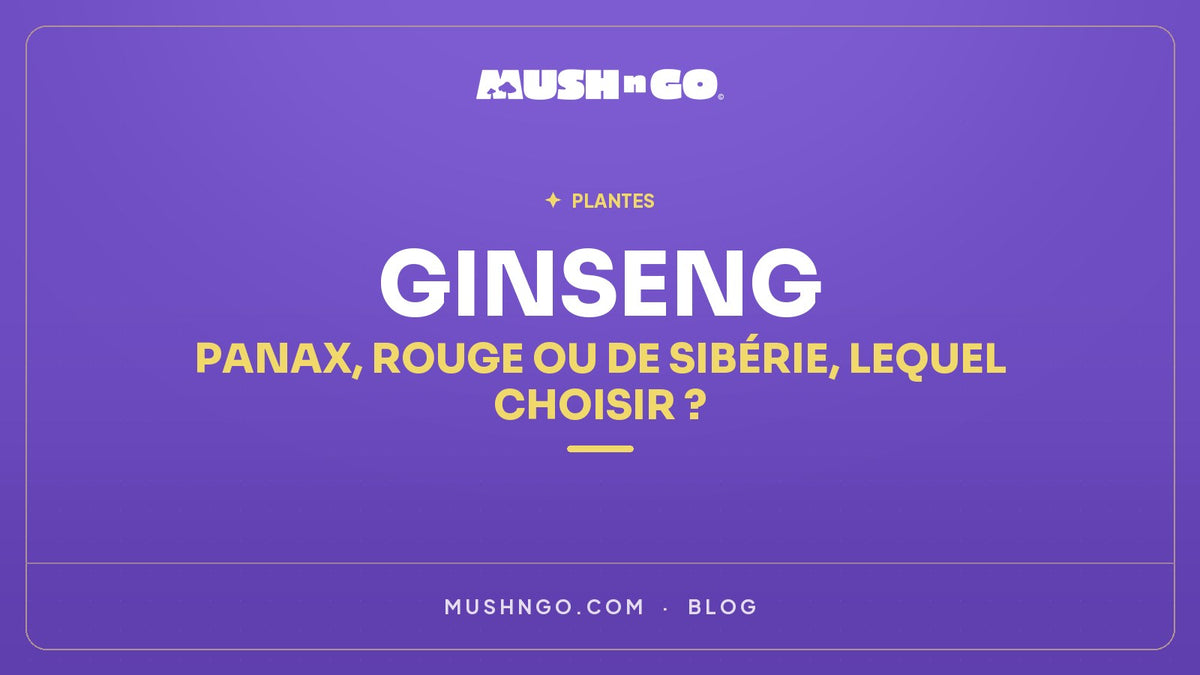 Ginseng : panax, rouge ou de Sibérie, lequel choisir ?
