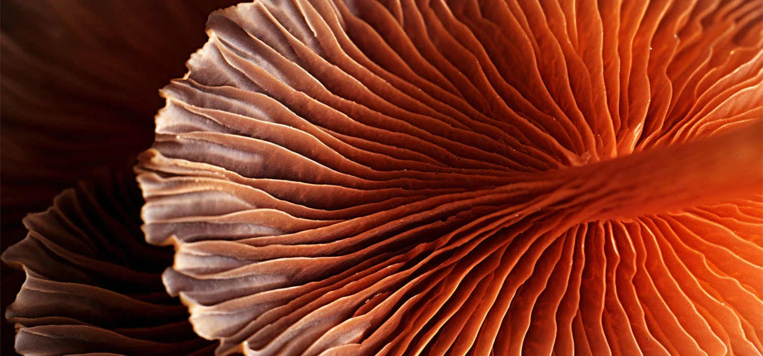 Studi medici: le virtù dei funghi adattogeni.