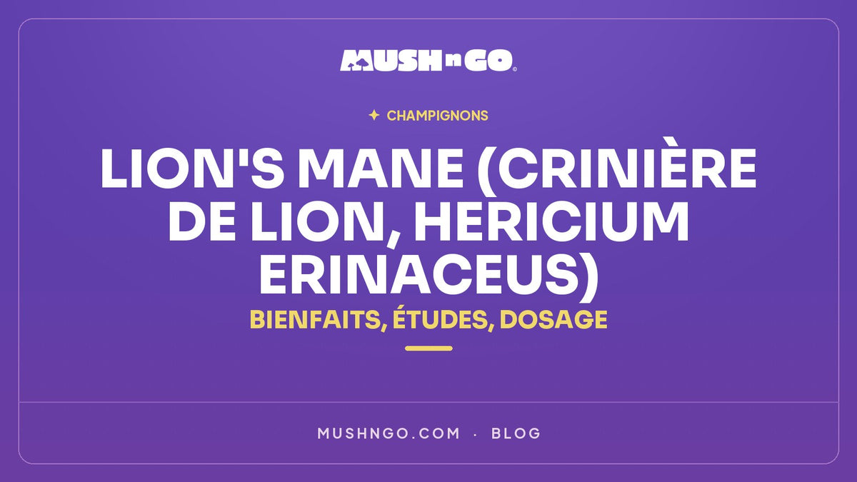 Lion's mane (crinière de lion, Hericium erinaceus) : bienfaits, études, dosage