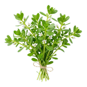 Bacopa