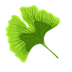 Ginkgo biloba