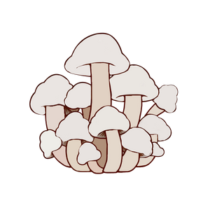 Maitake