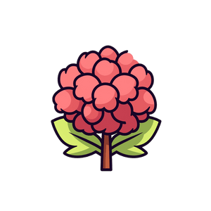 Rhodiola