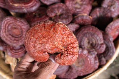 REISHI