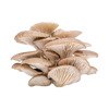 La Pleurote