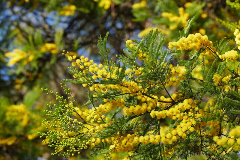 Acacia