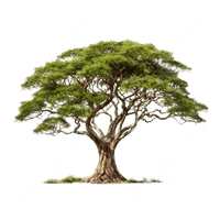 Acacia