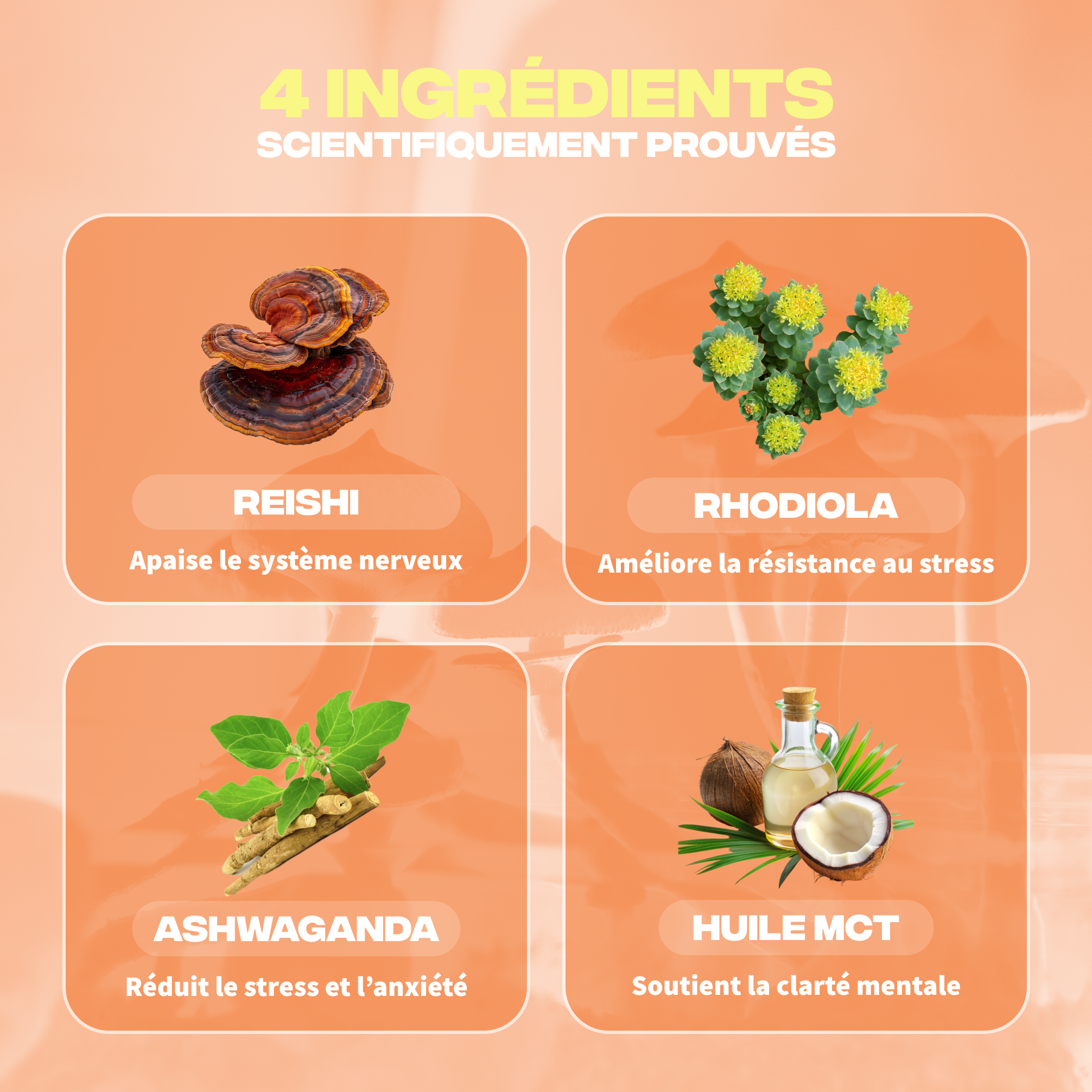 Ingrédients Anti-Stress Mush n Go - Reishi, Rhodiola, Ashwagandha et Huile MCT scientifiquement prouvés