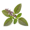 Holy Basil