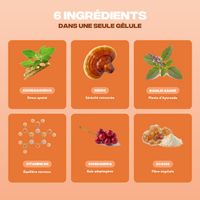 Ingrédients Anti-Stress Mush n Go - Ashwagandha, Reishi, Basilic sacré, Vitamine B6, Schisandra et Fibre d'Acacia