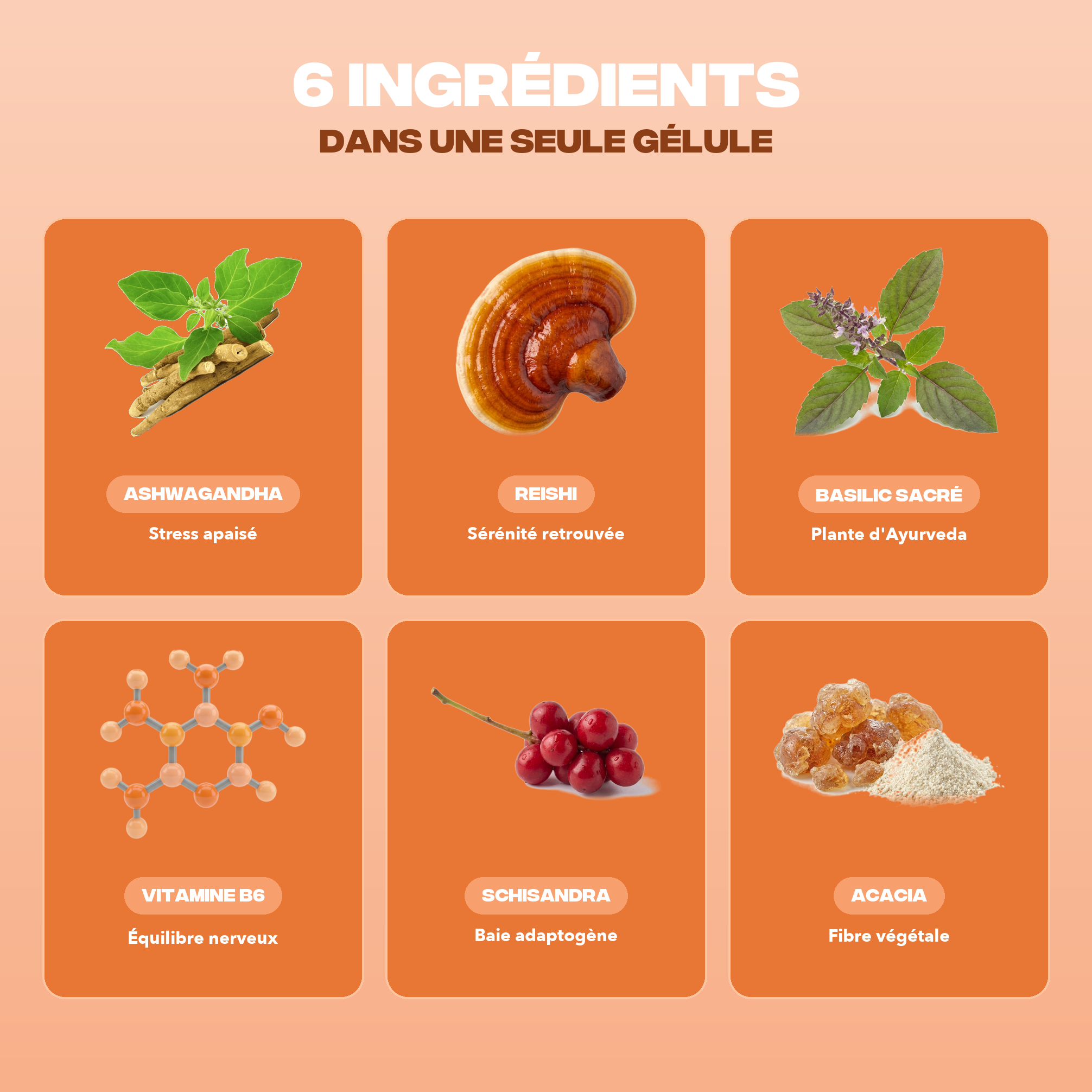 Ingrédients Anti-Stress Mush n Go - Ashwagandha, Reishi, Basilic sacré, Vitamine B6, Schisandra et Fibre d'Acacia