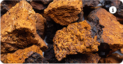 Chaga