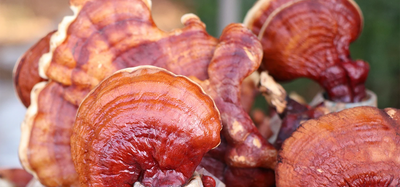 reishi