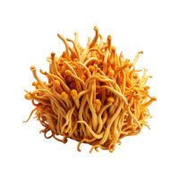 cordyceps