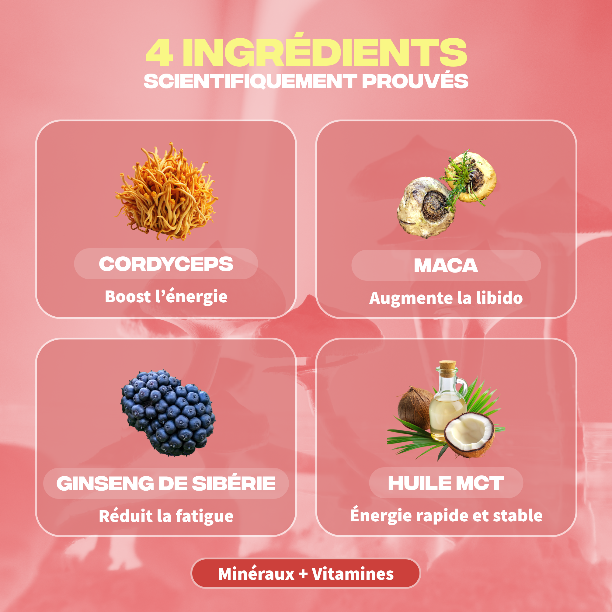 Ingrédients Énergie Mush n Go - Cordyceps, Maca, Ginseng de Sibérie, Huile MCT et vitamines
