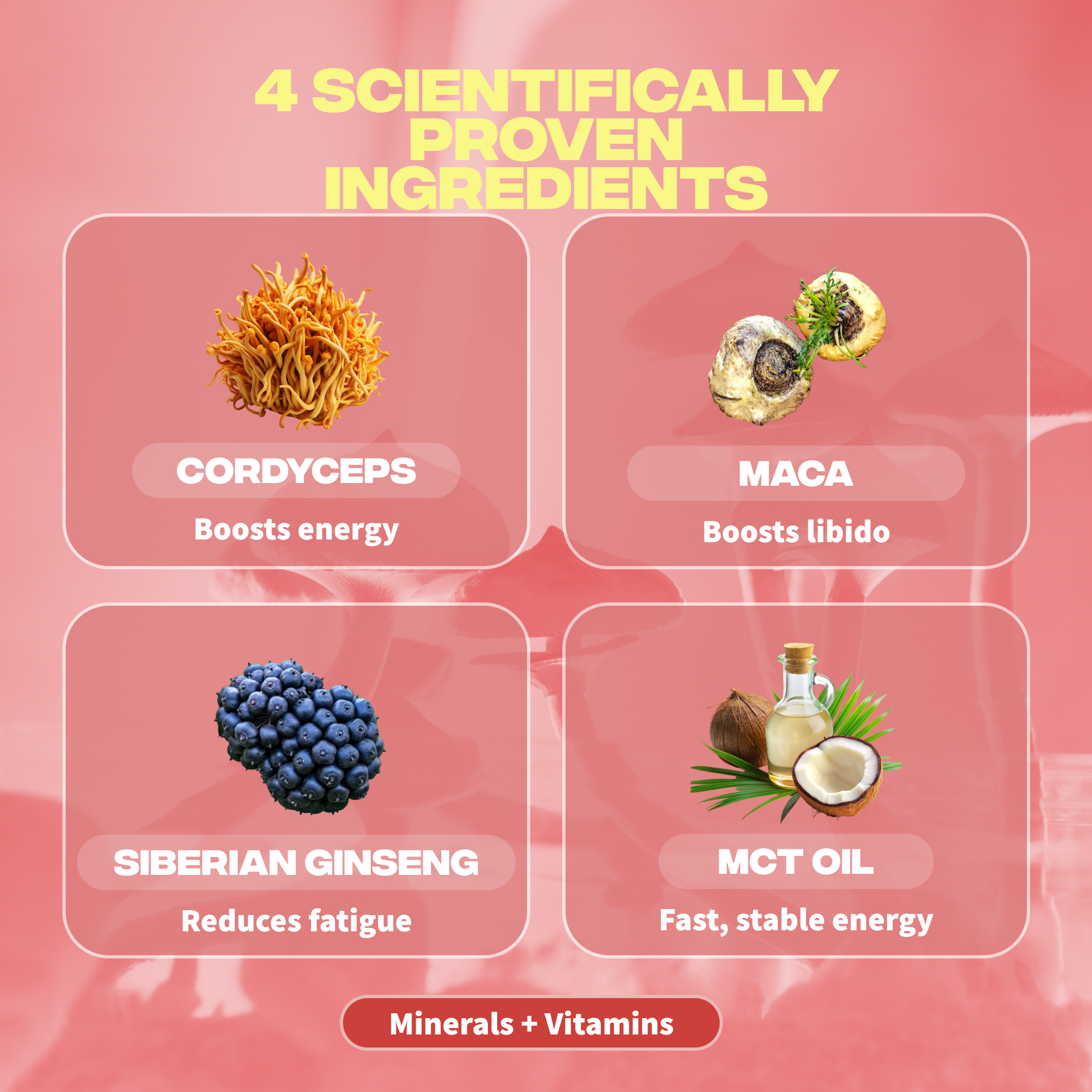 energie ingredients cordyceps maca ginseng siberie huile mct
