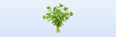 Bacopa Monnieri - Renforce la mémoire et l'apprentissage