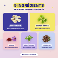 5 ingrédients Focus Mush n Go scientifiquement prouvés - Lion's Mane, Safran, Bacopa Monnieri, Ginkgo Biloba et Pin Maritime