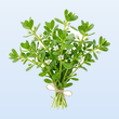 Bacopa Monnieri