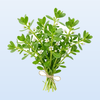 Bacopa Monnieri