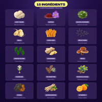 Les 15 ingrédients du Pack Découverte Mush n Go - Lion's Mane, Safran, Bacopa Monnieri, Maca, Cordyceps, Mélatonine, Ginkgo Biloba, Gingembre, Reishi, Valériane, Pin Maritime, Rhodiola Rosea, Chaga, Ashwagandha et Vitamine C