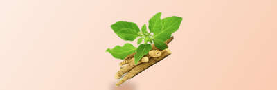 Racines et feuilles d'ashwagandha (Withania somnifera)