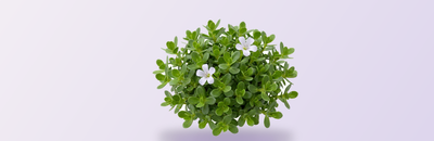 Bacopa Monnieri