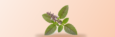 Basilic sacre (tulsi)