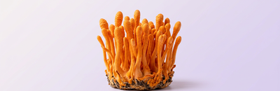 Cordyceps