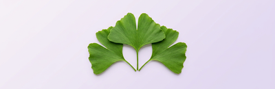 Ginkgo biloba
