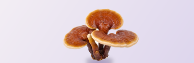Reishi